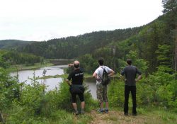 Vyhlídka nad borovicí