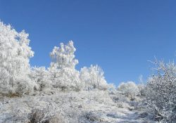 V létě neprostupná džungle, v zimě pohádka