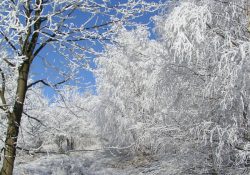 Skrytá polní cesta