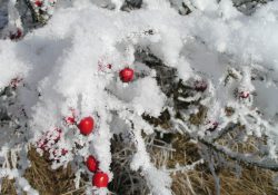 Překvapené šípky