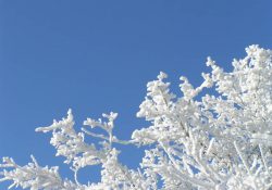 Ojíněné větvě stromů