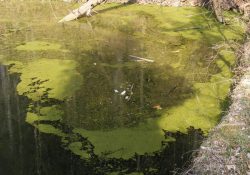 Stromy napadané do jezera