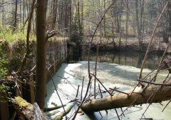 Tlející stromy ve vodě