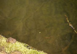 Žába na tlejícím kmeni