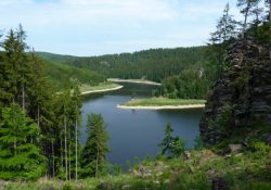 Zákruty kolem borovice