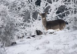 Daněk skvrnitý pod Horním lesem