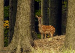Daněk nad starou pilou