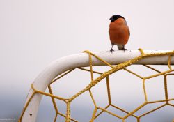 Hýl obecný (Karasín)