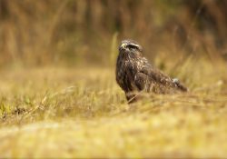 Káně lesní, Na vrších