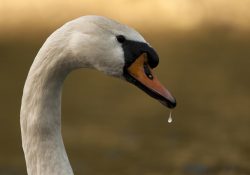 Labuť velká, dolní přehrada