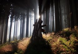 Lesy nad starou pilou