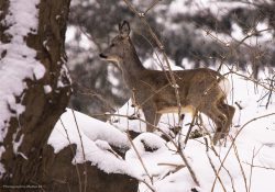 Na zasněženém vrcholku Kače