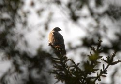 Ohrožený včelojed lesní