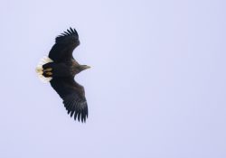 Orel pod Horním lesem