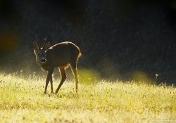 Ráno nad přehradou