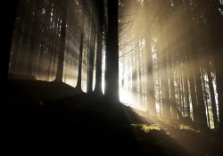 Ráno po bouřce (Stará pila)