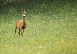 Srnec se srostlými parůžky (u Chlumu)