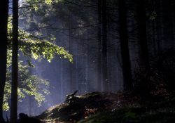 Stará pila, když se les probouzí