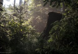 Stará pila, když se les probouzí 2