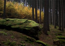 Tajemný les nad zatopenou obcí Chudobín