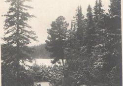 Momentka v zimním lese